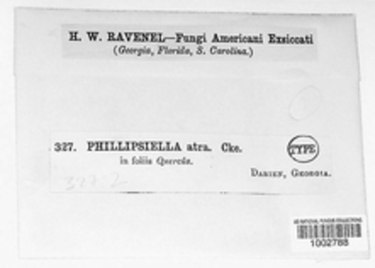Phillipsiella image